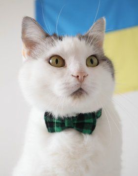 Твідовий нашийник з метеликом для котів і собак дрібних порід Зелений колір 0027CH/04 фото