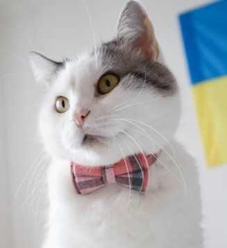 Твідовий нашийник з бантиком в рожево-чорну клітинку для котів та малих собак 0027CH/07 фото