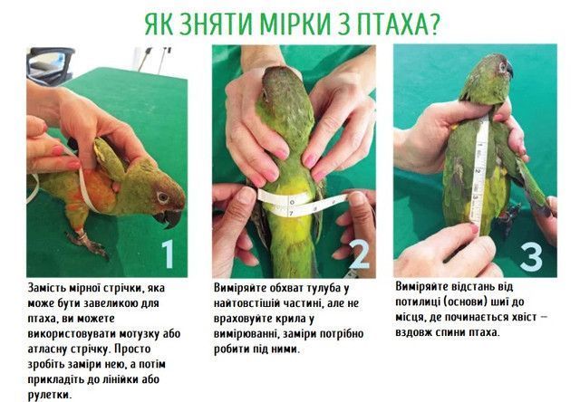 Поводок со бретелькой для голубя и большого попугая размер 2XL синий 0223CH/02 фото